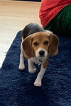 Lola *