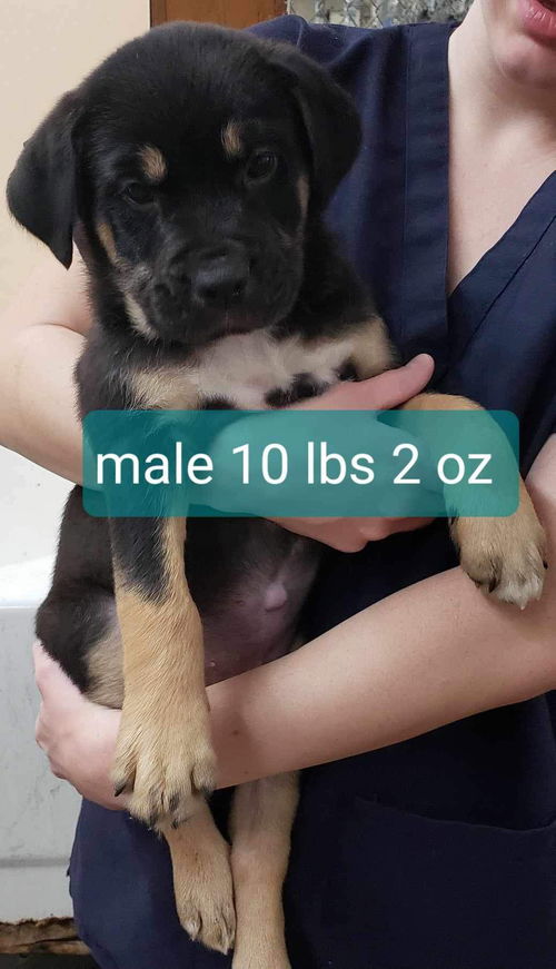 Max *
