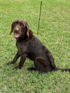 Mallie *