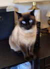 Charles (Catsby) *