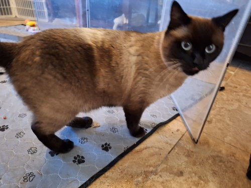 Charles (Catsby) *