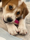 Cowboy *