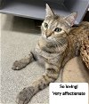 adoptable Cat in  named Sienna *