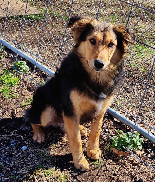 Lassie*