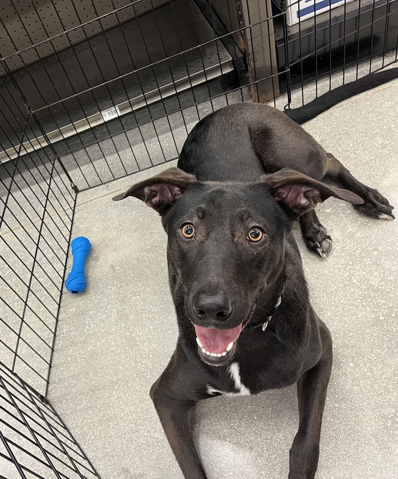 adoptable Dog in Royal Palm Beach, FL named Kaya *