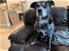 adoptable Dog in , FL named Blu *