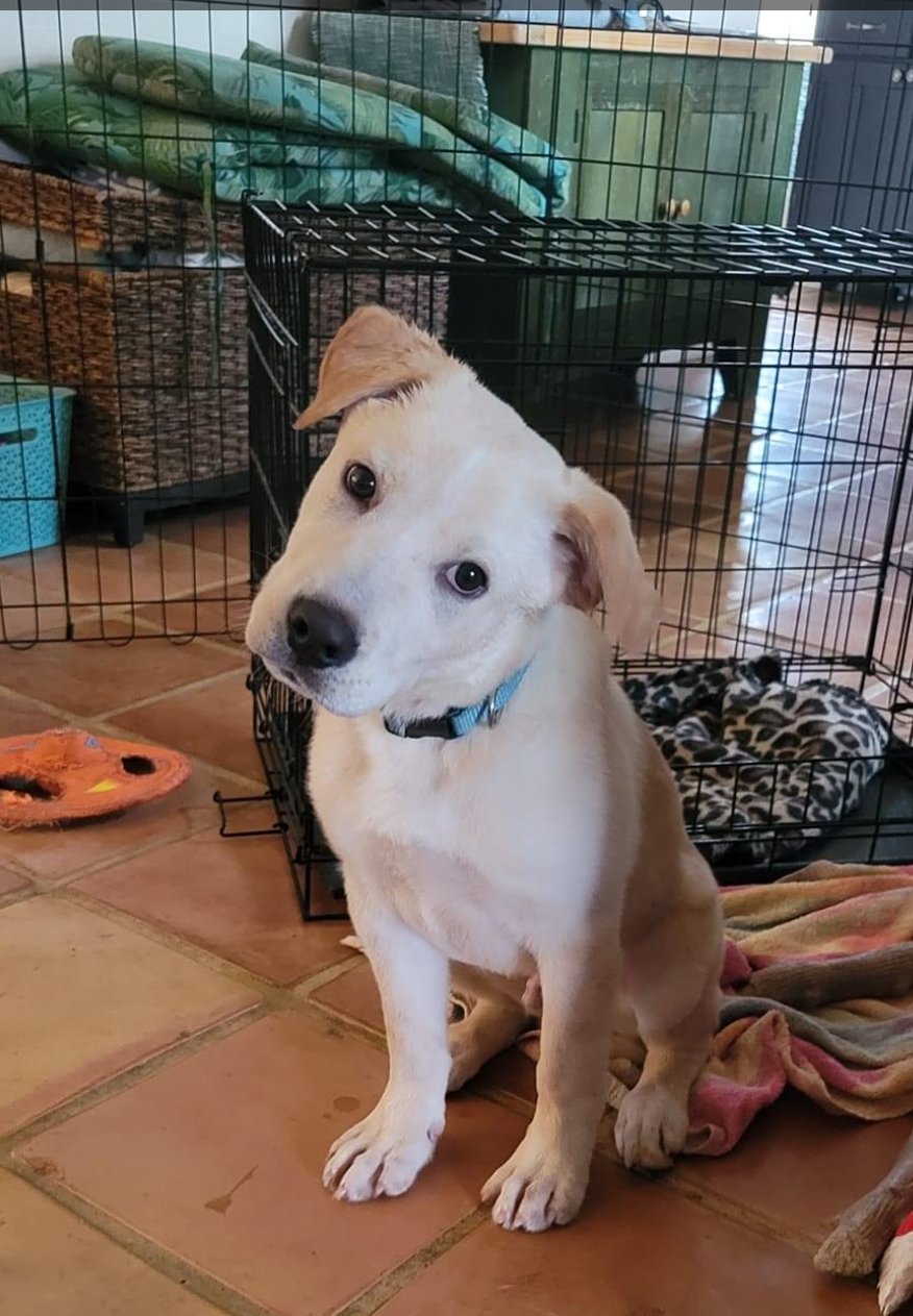 adoptable Dog in Royal Palm Beach, FL named Tucker *