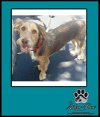 adoptable Dog in , FL named Bucky and Gidget *