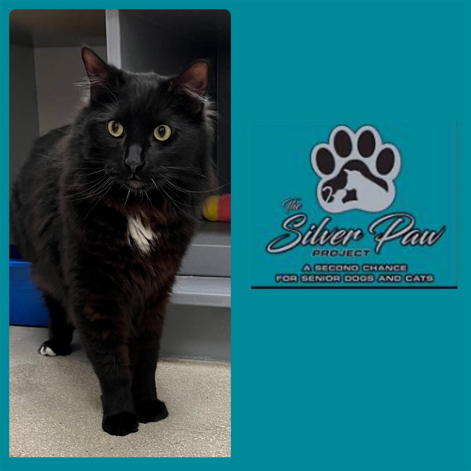 adoptable Cat in Boynton Beach, FL named Black Panther (BP) *