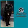adoptable Cat in boynton beach, FL named Black Panther (BP) *