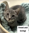 adoptable Cat in boynton beach, FL named Asher *