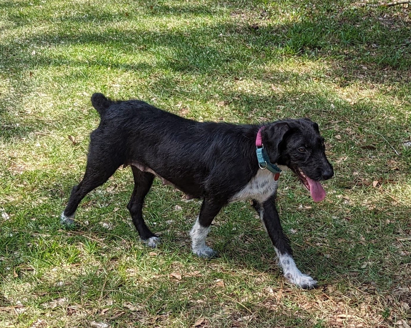 adoptable Dog in Royal Palm Beach, FL named Hope *