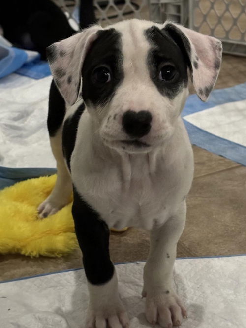 Dakota *
