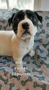 Dottie *