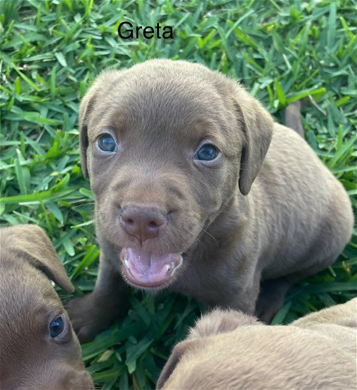 Greta *