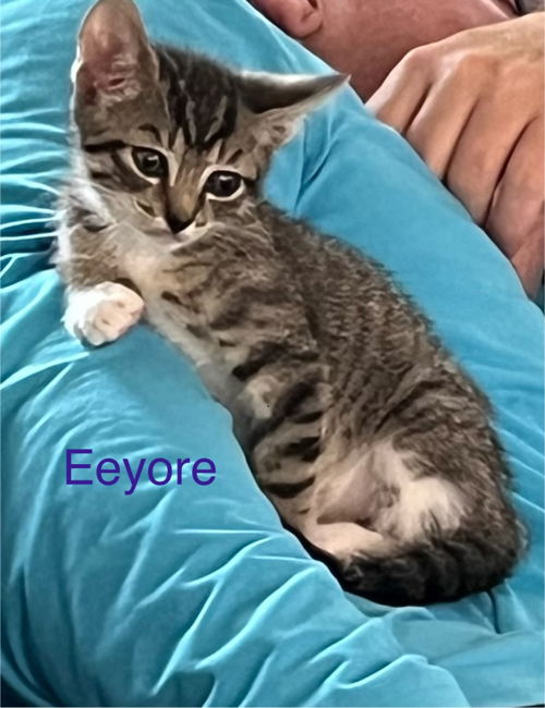Eeyore *