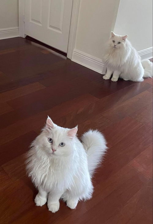 Casper * and Marshmallow