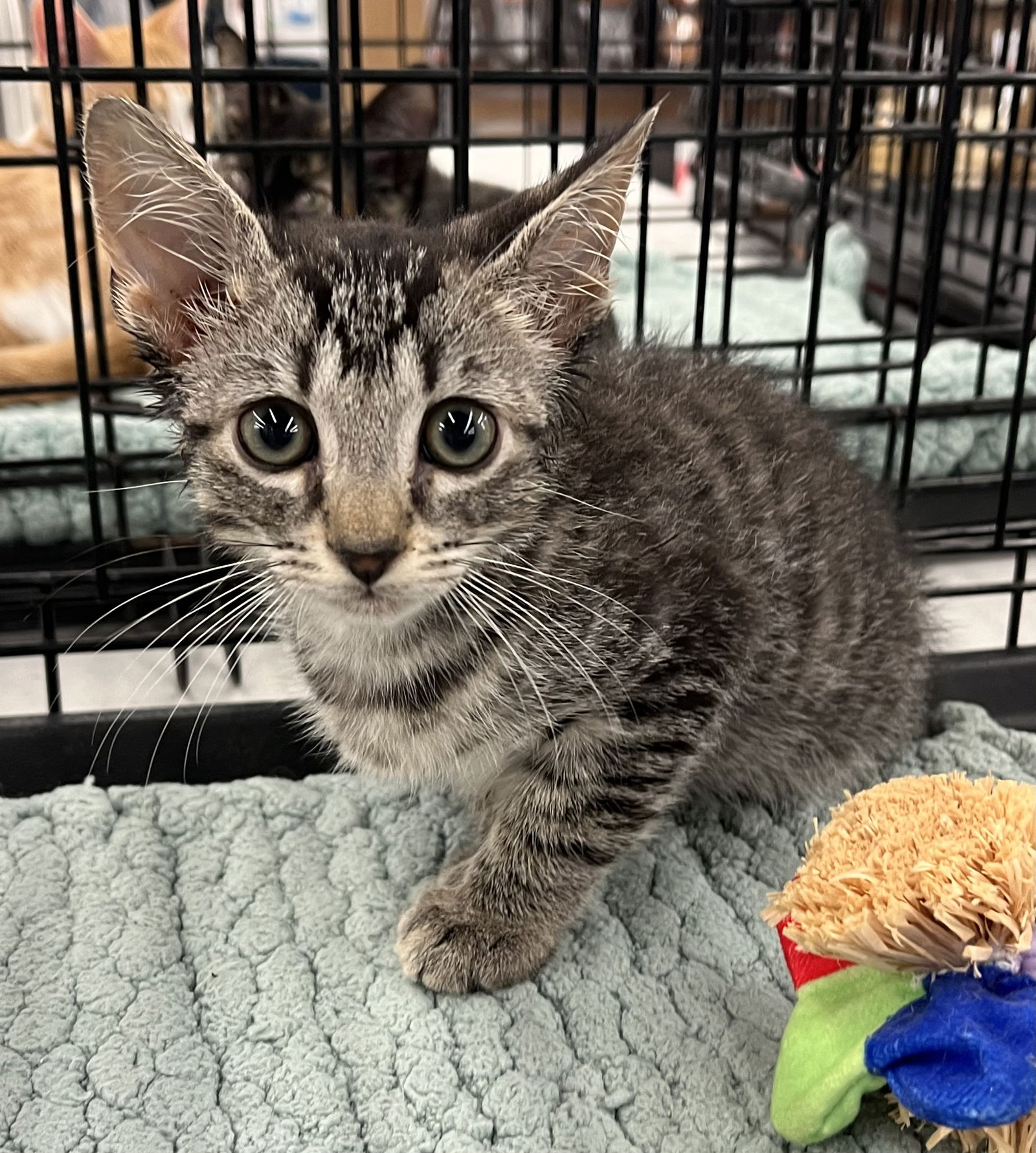 adoptable Cat in Royal Palm Beach, FL named Dazzle *