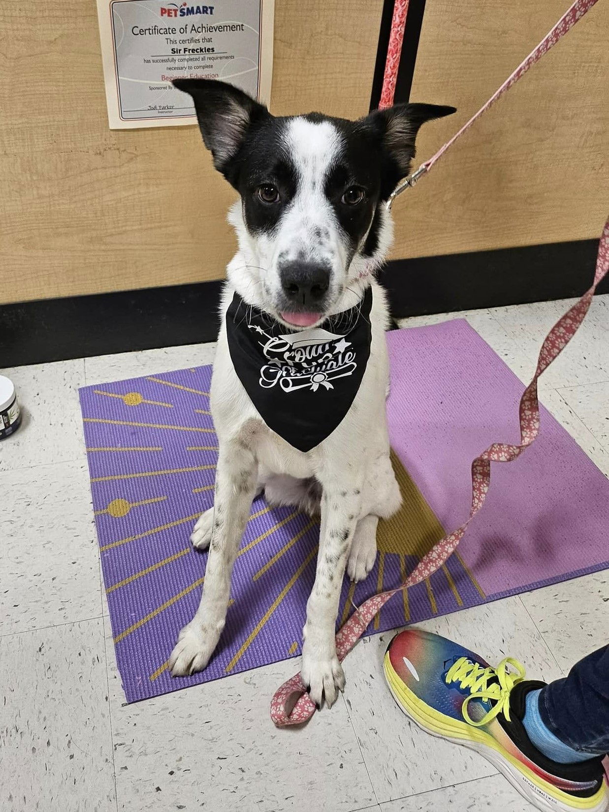 adoptable Dog in Royal Palm Beach, FL named Freckles *