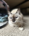 adoptable Cat in Royal Palm Beach, FL named Scarlett *