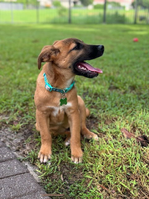 adoptable Dog in Royal Palm Beach, FL named Zoltan *