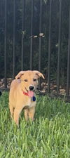 adoptable Dog in Royal Palm Beach, FL named Syran *