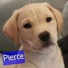 Pierce