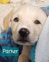 Parker