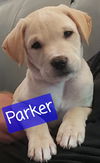 Parker