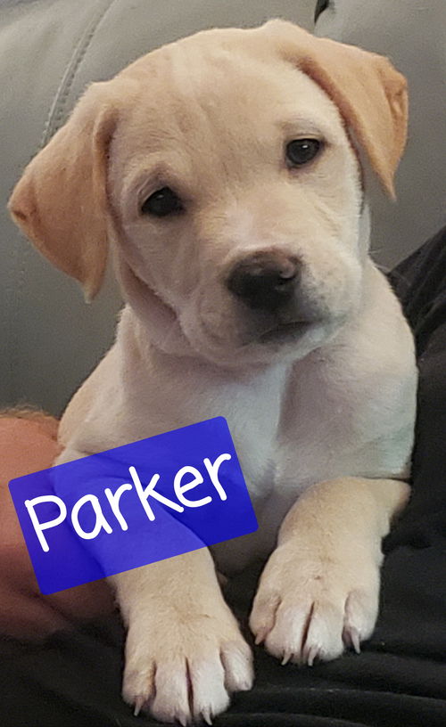 Parker *