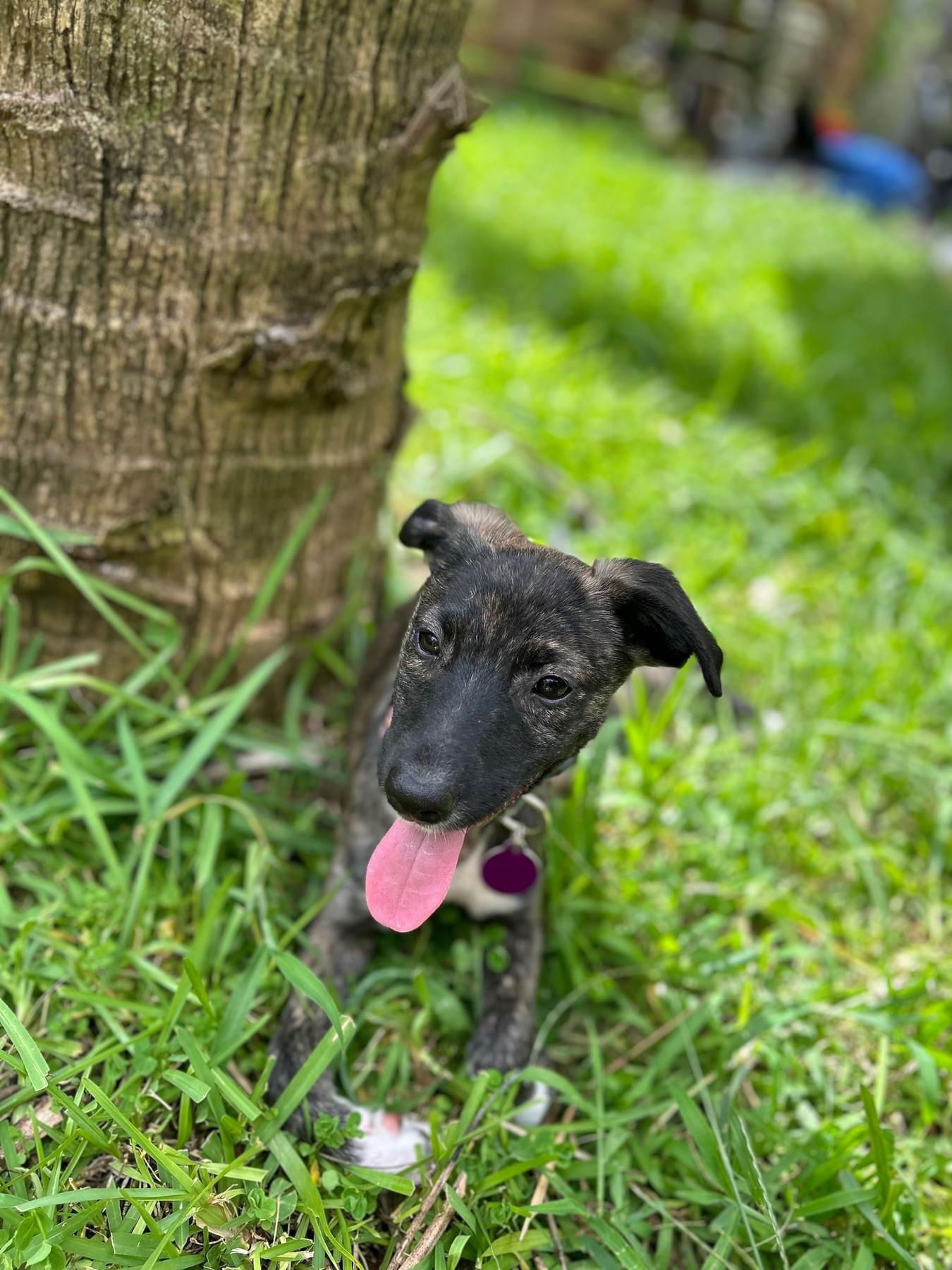 adoptable Dog in Royal Palm Beach, FL named Arya *