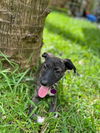 adoptable Dog in  named Arya *