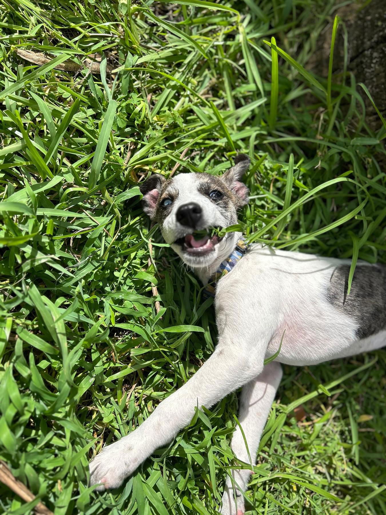 adoptable Dog in Royal Palm Beach, FL named Apple *