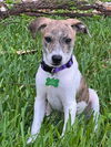 adoptable Dog in Royal Palm Beach, FL named Atlas *