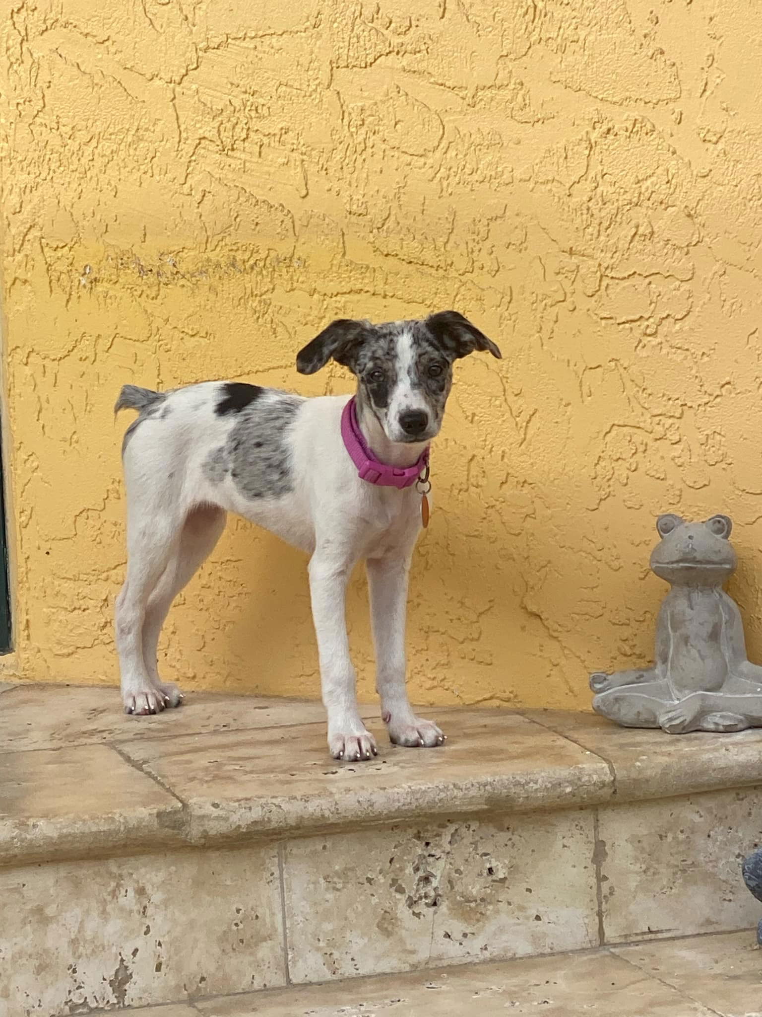 adoptable Dog in Royal Palm Beach, FL named Amazing *