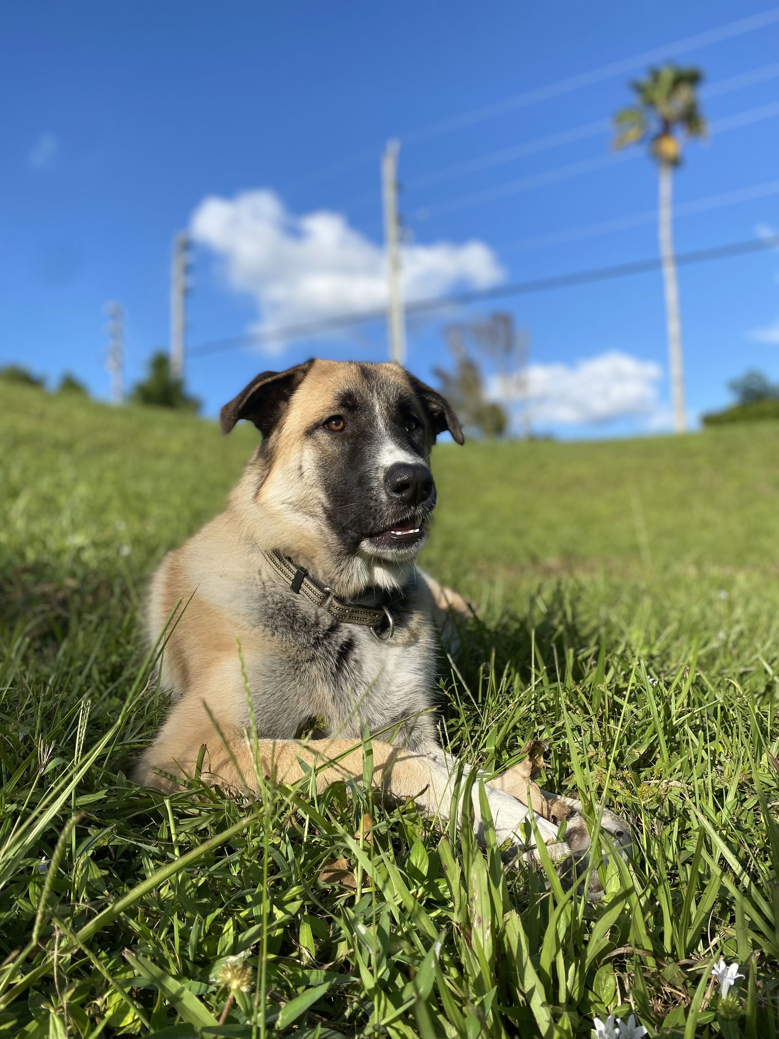 adoptable Dog in Royal Palm Beach, FL named August