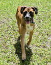 adoptable Dog in Royal Palm Beach, FL named Bruno *