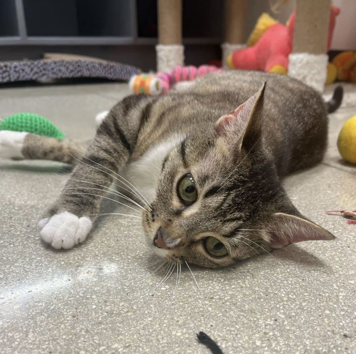 adoptable Cat in Royal Palm Beach, FL named Willow *