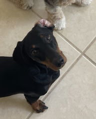 Daisy (dachshund) *