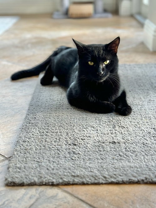 BLACKBERRY * - Domestic Short Hair available for adoption