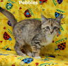 Pebbles