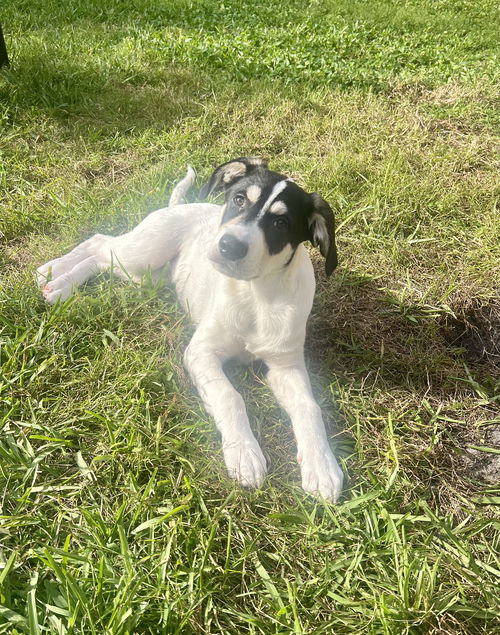 Enzo *