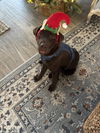 Sampson *