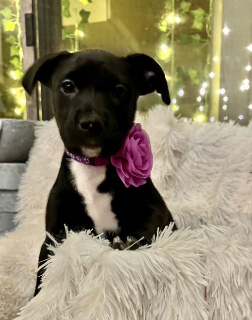 Nova *