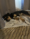 Rudy *