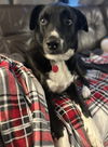 Luna *