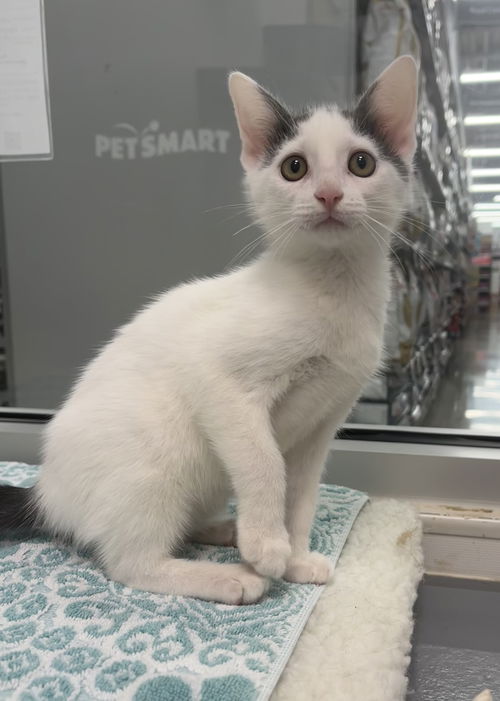 picture of the cat needing adoption