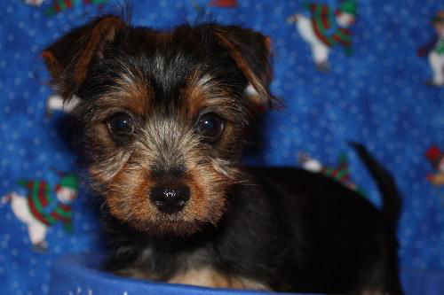 Wilbert