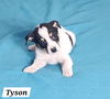 Tyson