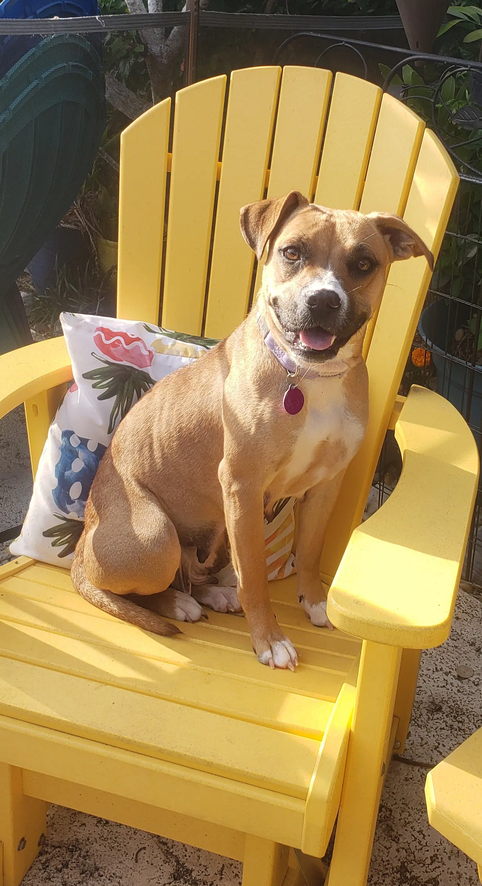 Rachel - Boxer
